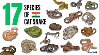 17 Species of Cat snake found in India भारत मे पाए जाने वाले कैट स्नेक की 17 प्रजाति [upl. by Bokaj]