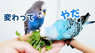 【元保護荒鳥】手の上で仲良しインコ 本年もよろしくお願いいたします [upl. by Weibel]