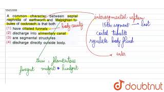 A common character between septal nephridia of earthworm and Malpighain tubules of co [upl. by Annaitsirhc514]