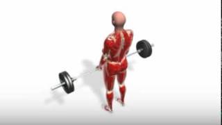 Exercise Videos Barbell Shrug [upl. by Ingram]