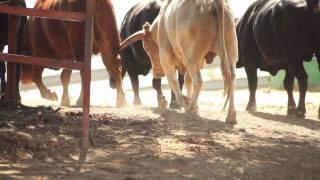 Pablo González ganadero quotSi no se puede lidiar el toro desaparecequot [upl. by Adams72]