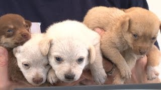 More Than 90 Animals Rescued from Arkansas [upl. by Ativla]