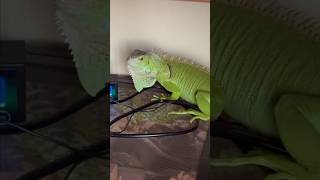 Tails the leopardgecko and Greengreen the greeniguana hanging in lizardlove reptiles iguana [upl. by Lindeberg]