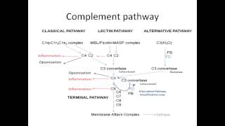 Complement system summary [upl. by Hnib730]