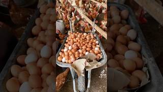 Collecting thousands of eggs from a 3000 capacity poultry farm eggs egg poultry poultryfarming [upl. by Naihr382]