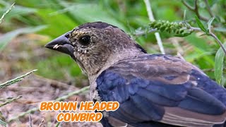 Brown headed cowbird picking up some crumbsimmature male [upl. by Jezabelle]