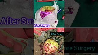 Indian Squash Gets Injuries Emergency C Section Surgery shorts fruitsurgery rkgvfx doodlesart [upl. by Darej]