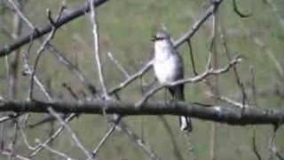 Spottdrossel Mockingbird nordamerikanischer Singvogel [upl. by Alyaj]