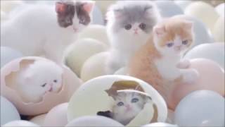 Cats are born from eggs [upl. by Seamus]