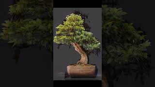 Yamadori Hornbeam styling from just a wooden block bonsai bonsaivideo bonsaistyling bonsailover [upl. by Eidoc]