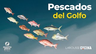 Pescados del Golfo  Larousse Cocina [upl. by Uwkuhceki880]