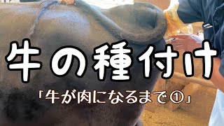 牛がお肉になるまで①〜種付け編〜 [upl. by Spragens36]