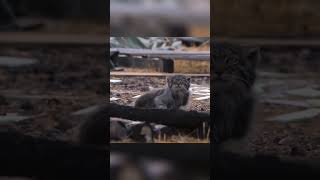 Adorable video shows rare Pallas cats basking in the sunshine  SWNS [upl. by Ahsoek]