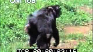 Chimps Fighting  Chimpanzees In Wild  Monkey  Best Shot Footage  Stock Footage [upl. by Sukcirdor763]