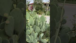 Brackenridge Park 9 Front Entrance full of Cactus and fruits [upl. by Christalle]