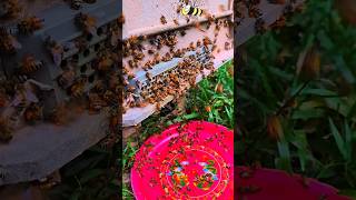 Do you ever collect Pollen from your hives  beepollen beekeeping bee beehive bringbackthebees [upl. by Timon261]