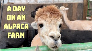 Staying On An Alpaca Farm harvesthosts rvtravel alpaca [upl. by Jilly]