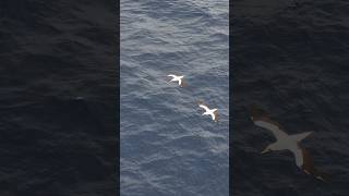 Diving Seagulls for Fishing at Mid Sea oceanlife seagull fishing pacificocean youtubeshorts [upl. by Cyb]