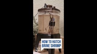 How I Hatch Brine Shrimp Every Day [upl. by Selway]