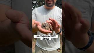 Scops owl aka Owl Part 2 birds  bird camping adventure [upl. by Fennie]