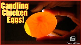 Candling Chicken Eggs Day 10 [upl. by Jeffers]