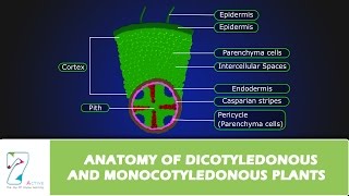 ANATOMY OF DICOTYLEDONOUS AND MONOCOTYLEDONOUS PLANTS [upl. by Ytsenoh]