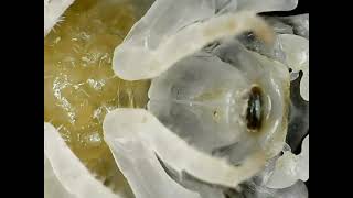 Porcellio Scaber Dairy Cow Marsupium Brood Pouch Closeup [upl. by Tymon]