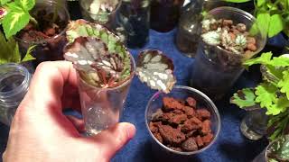 Rex Begonia Propagation  Transfer To SemiHydro [upl. by Nezam280]