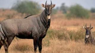 Nilgai Facts Interesting Facts about Nilgai Facts about Nilgai [upl. by Granger]