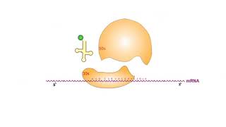 Protein Synthesis Inhibitors antibiotics animation video [upl. by Ammamaria]