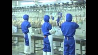 Poultry processing line working [upl. by Ariada]