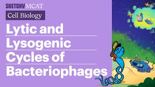 Lytic amp Lysogenic Cycles Bacteriophages Explained Full Lesson  Sketchy MCAT [upl. by Tenenbaum]