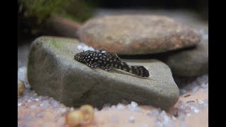 Bristlenose Pleco  Should you get one [upl. by Etteval]