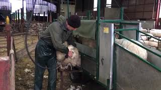 Dagging lambs on the JT Universal shearing trailer [upl. by Lovel]