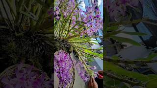 picking dendrobium orchid plants flower to make dried tea orchid [upl. by Jenni]