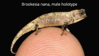 Brookesia nana  World’s Smallest Reptile [upl. by Kcirdde679]