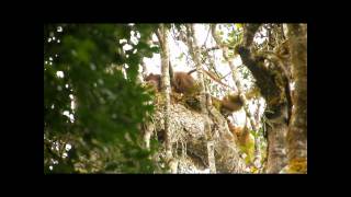 fossa matingwmv [upl. by Valerian445]