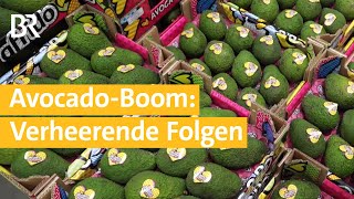 Trockenheit in Spanien  Wassermangel durch den AvocadoBoom  Unser Land  BR [upl. by Le]