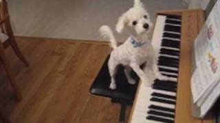 Amazing animal trick Dog singing and playing the piano [upl. by Desiree]