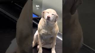 Worlds smiliest dog 🥺 🎥 Collab [upl. by Ahsaercal]