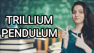 TRILLIUM PENDULUM HOMOEOPATHIC MEDICINEEXPLAINED WITH ALLEN KEYNOTES DRDEEKSHA [upl. by Warthman]