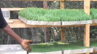 Hydroponics Fodder in Kenya [upl. by Atipul74]