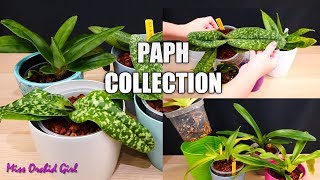 Paphiopedilum Orchid Collection  Updates amp how I grow them [upl. by Constantia25]