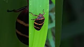 Spittle bug insect on grass blade identify yard pest to protect your lawn [upl. by Kwarteng]