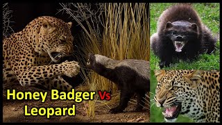 Honey Badger Vs Leopard  हनी बैजर और लेपर्ड  नुकीले दांत और तेज़ पंजे  Animala World… KC [upl. by Ynattirb]