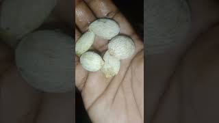 Rambutan seed plantingshortsviral shortsvideo shortsfeed [upl. by Young]