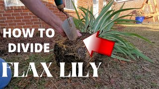 How to Divide a Flax Lily [upl. by Quincy]