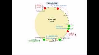 The coordinated control of glycolysis and krebs cycle [upl. by Airetak665]