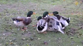 Canards Rouennais  Viol en bande organisée  Février 2016 [upl. by Ingmar482]