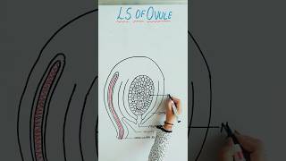 How to draw lS of Ovule😯✅  structure of Ovule trendingshorts trending class12biology [upl. by Shaff]